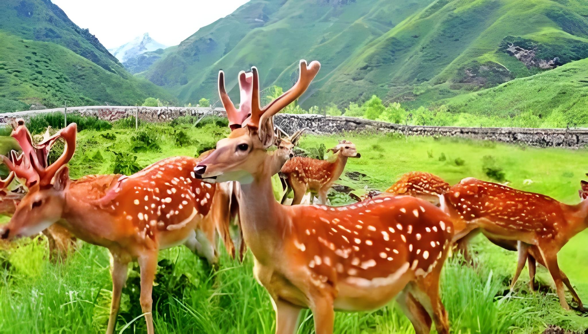 祥鹿堂酒：承千年鹿乡精粹，酝传世文化佳酿